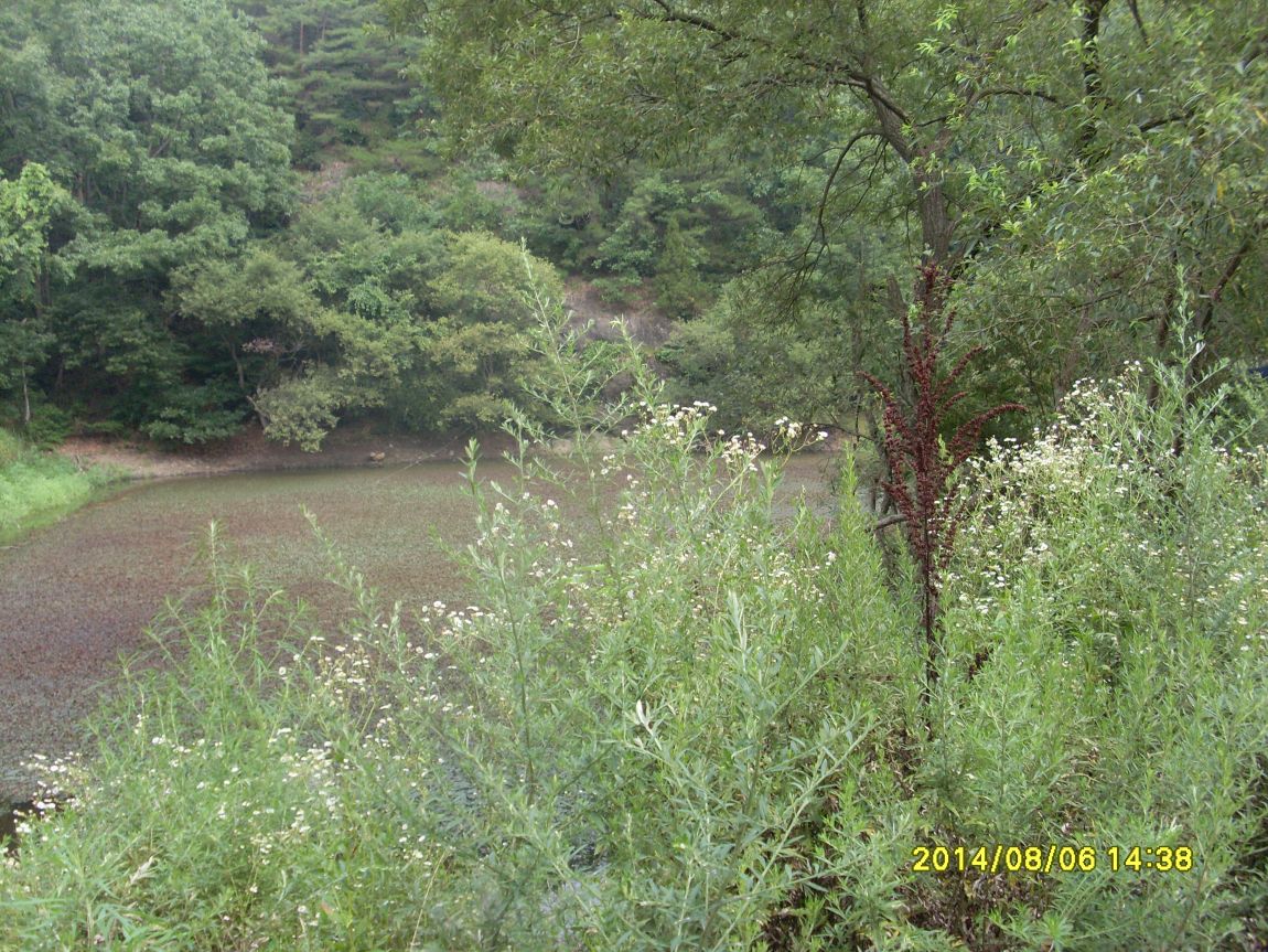 SL381286.JPG