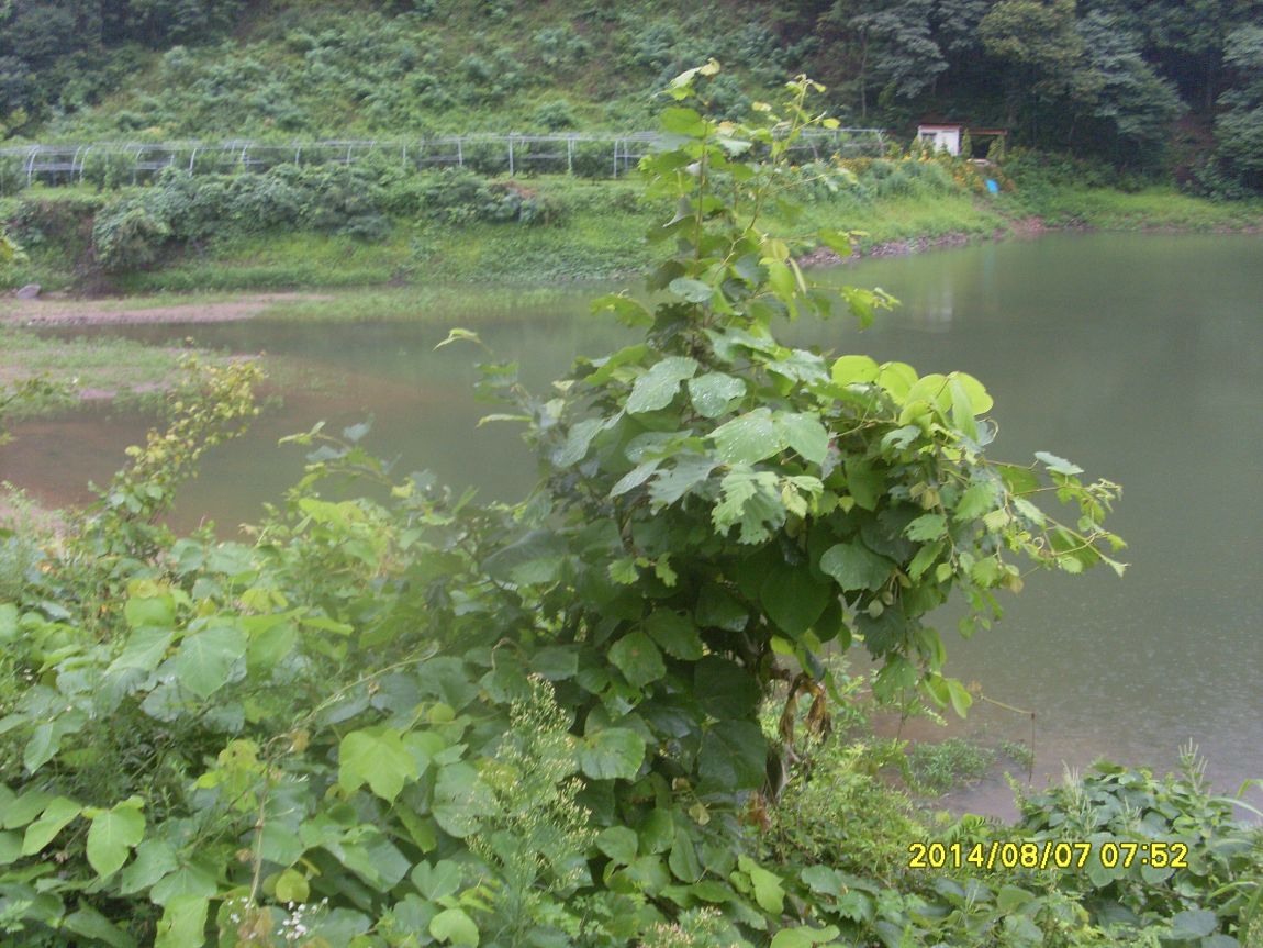 SL381309.JPG