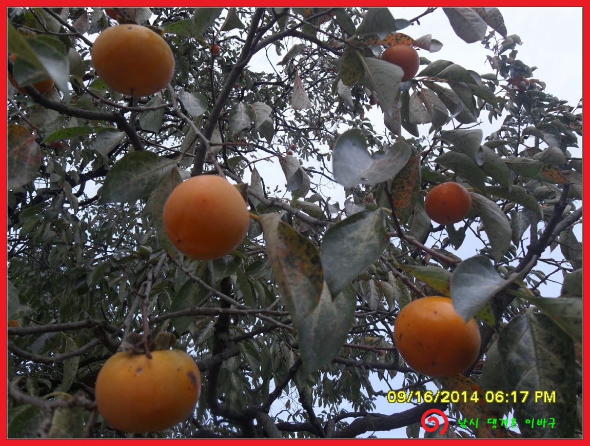 �ٹ̱�_SDC17912.jpg