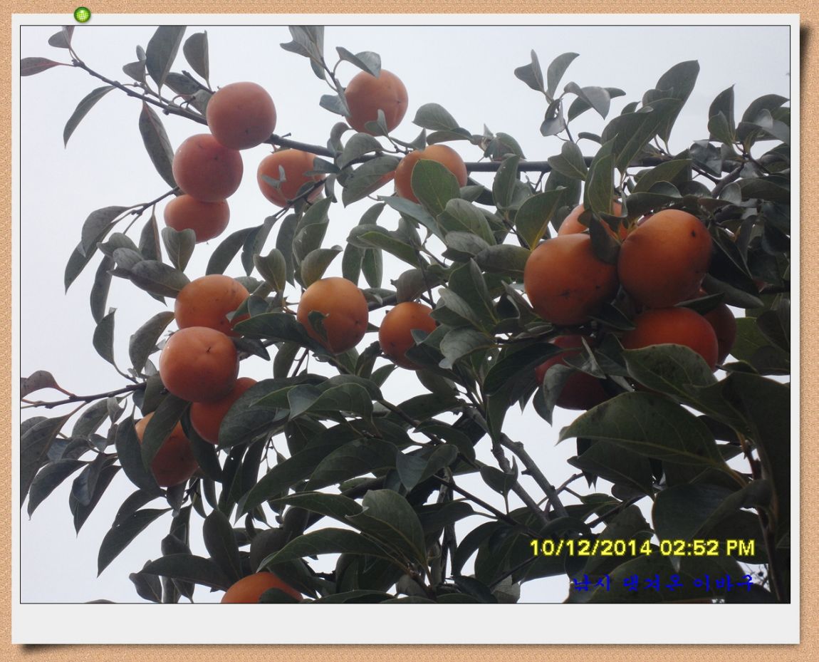 �ٹ̱�_SDC18812.jpg