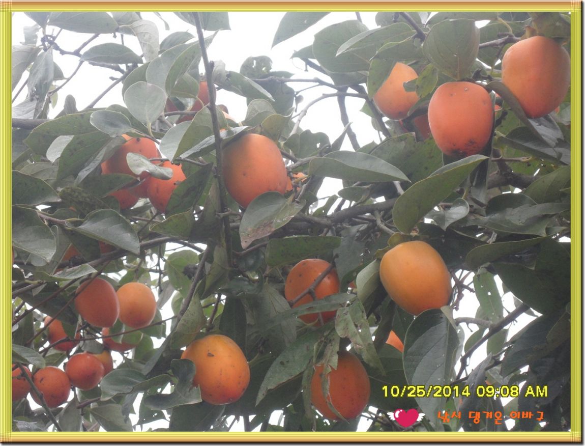�ٹ̱�_SDC19033.jpg