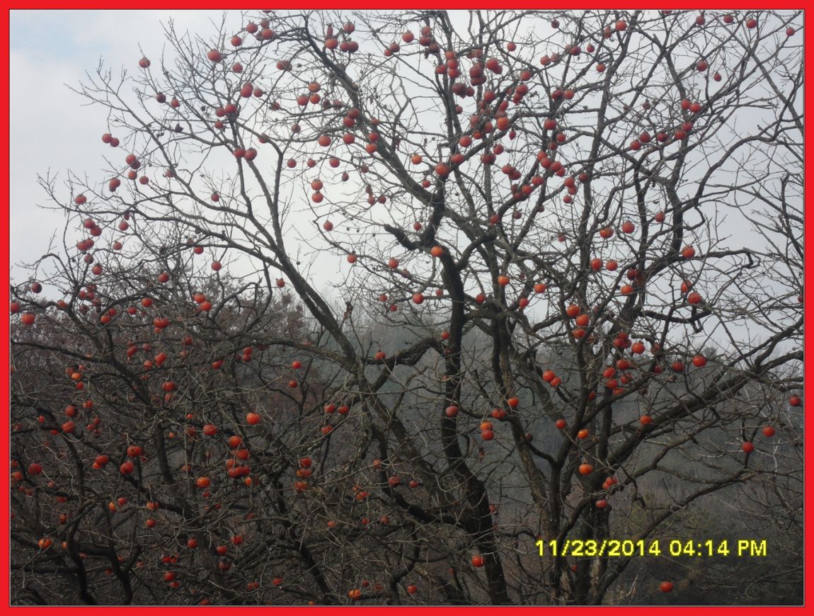 SDC10014.jpg