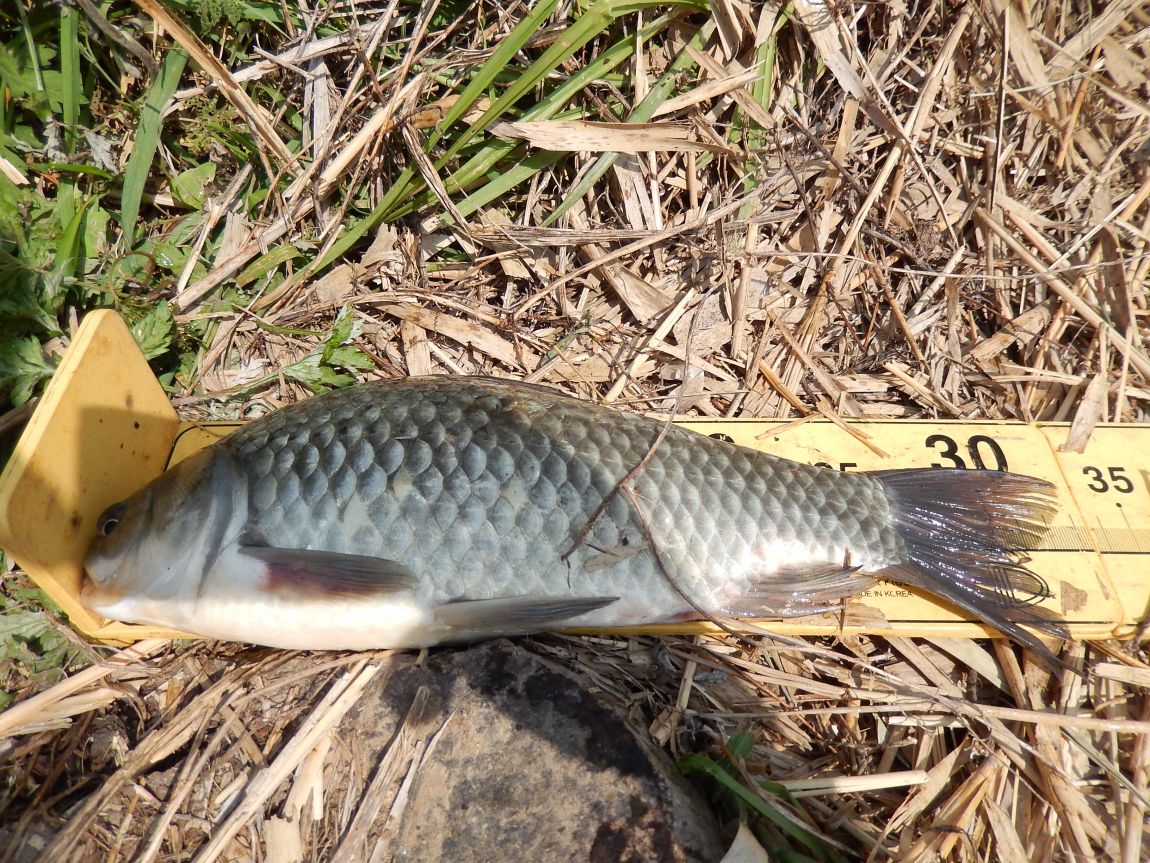 ����ȣ ��긮20150510 013.jpg