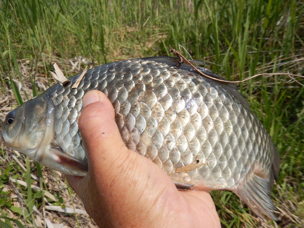 ����ȣ ��긮20150510 012.jpg