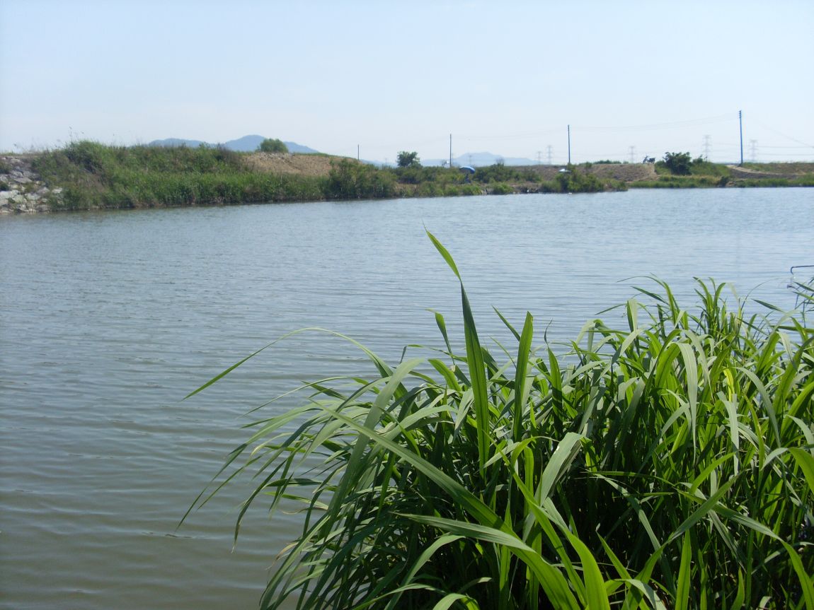 SL381842.JPG