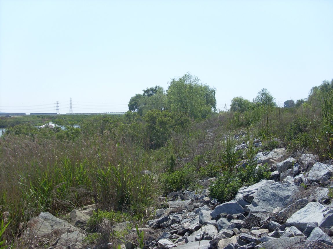 SL381847.JPG