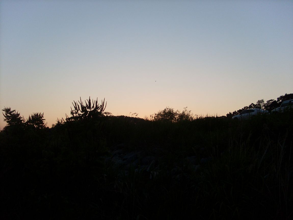 SL381850.JPG