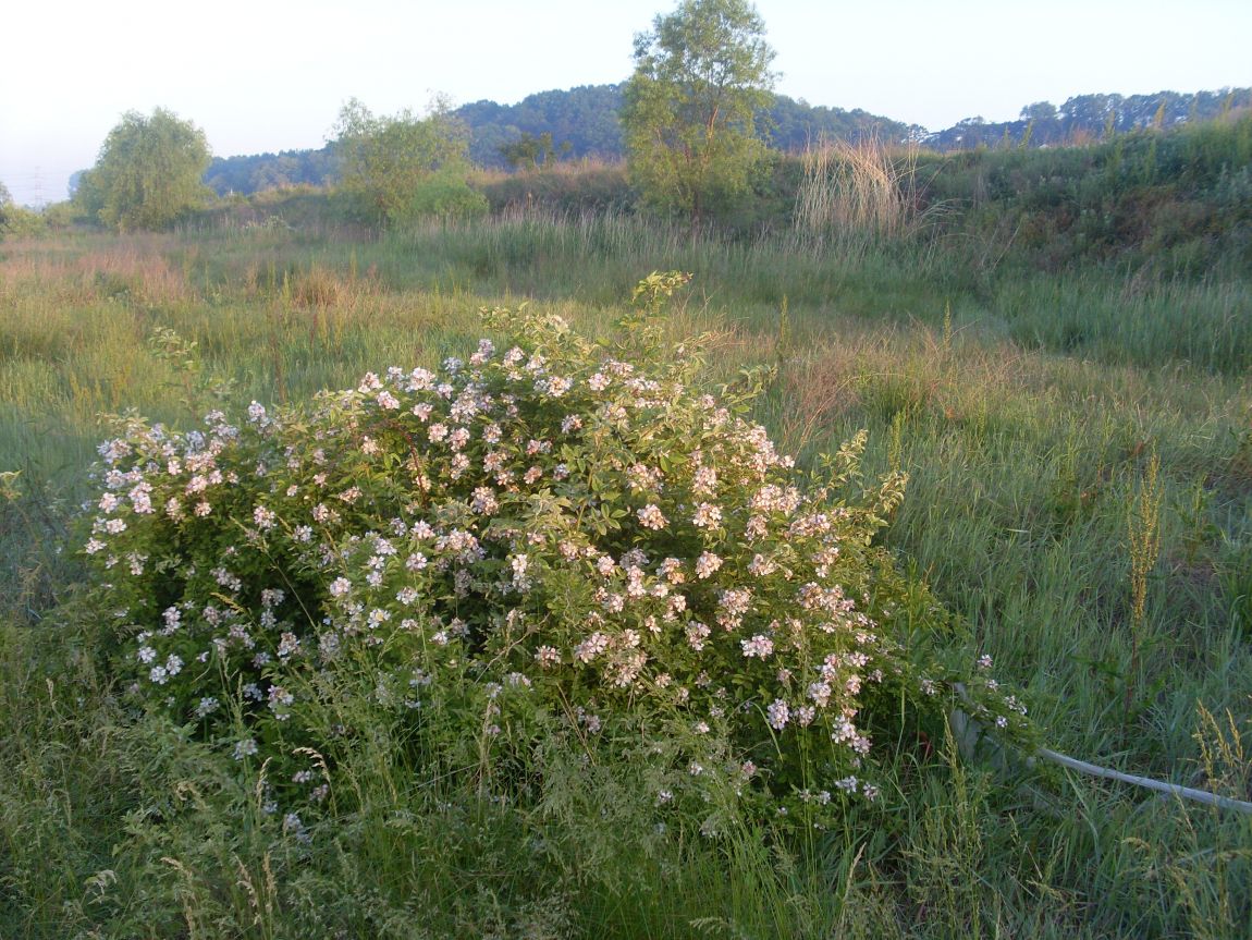 SL381854.JPG