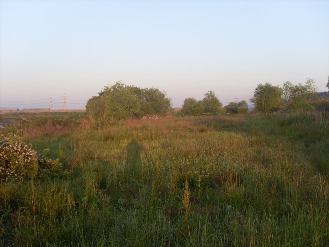 SL381855.JPG