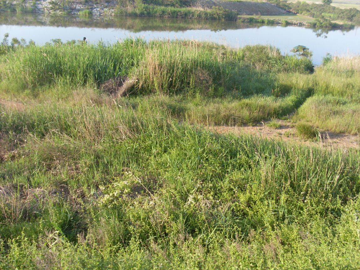 SL381858.JPG
