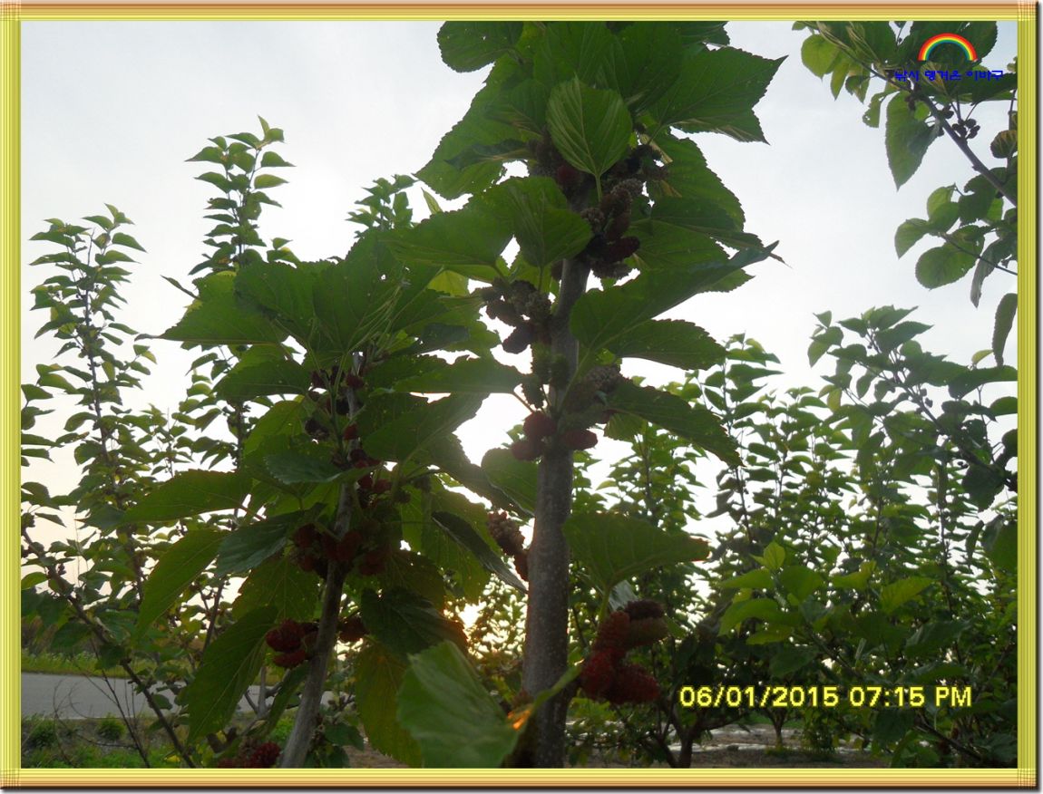 ٹ̱_SDC13881.jpg