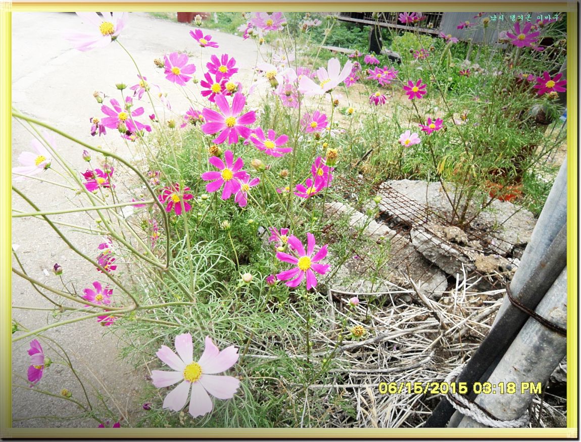 ٹ̱_SDC14281.jpg
