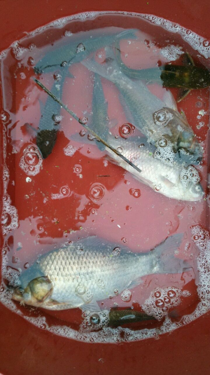 20150731_060555.jpg