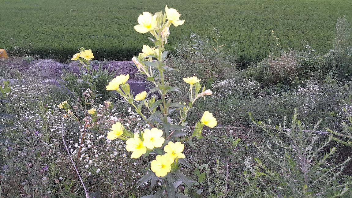 20150807_054603.jpg
