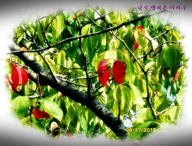 �ٹ̱�_�ٹ̱�_SDC15796.jpg