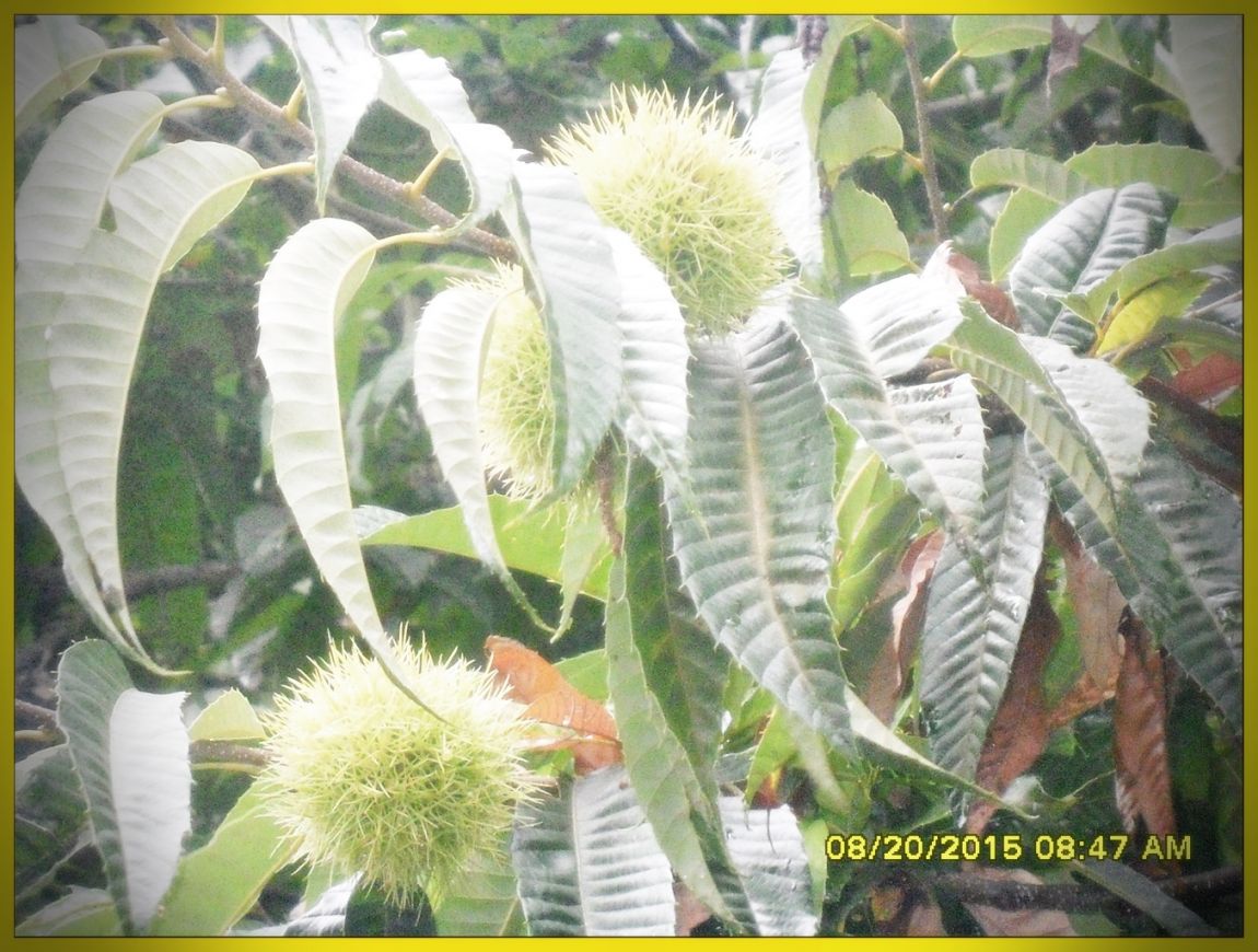 SDC15860.jpg
