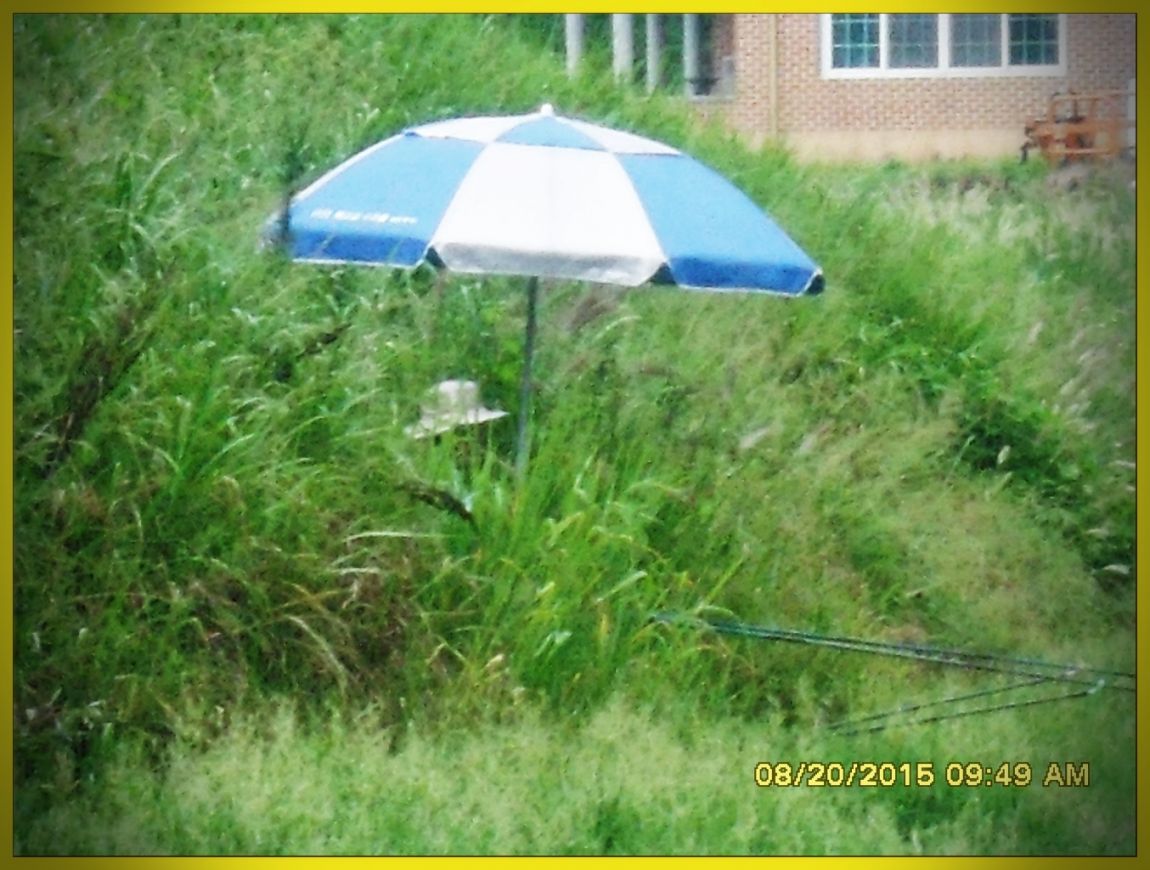 SDC15865.jpg