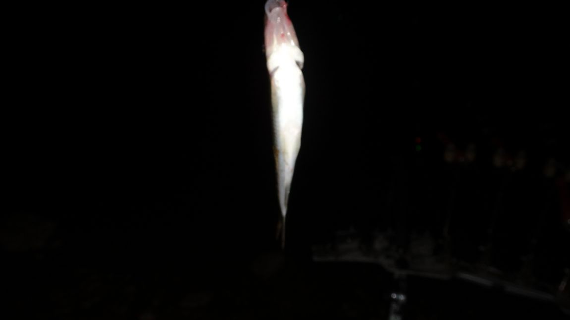 DSC08454.JPG