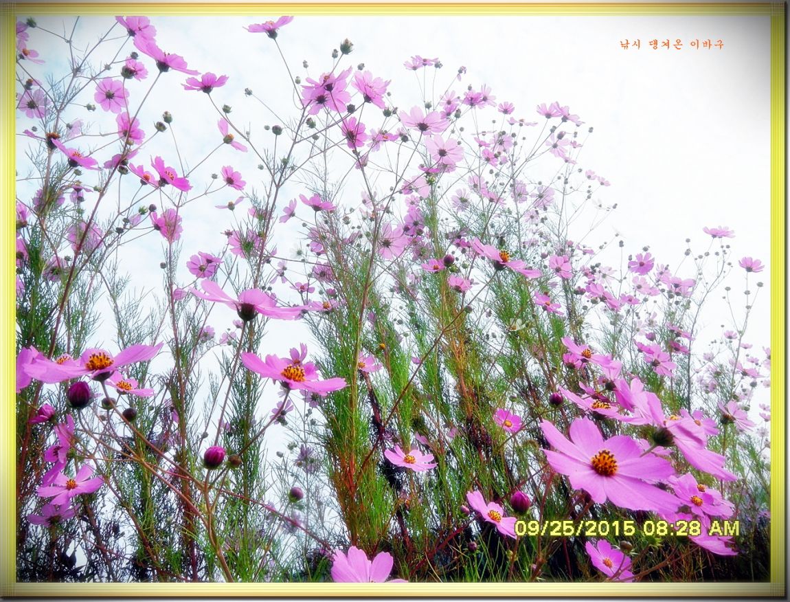 ٹ̱_SDC16690.jpg