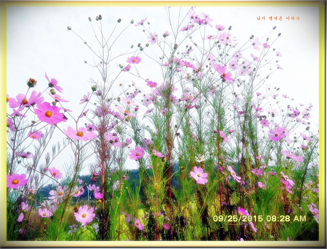 ٹ̱_SDC16692.jpg