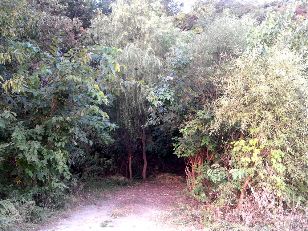 2015-09-26 17.53.02.jpg