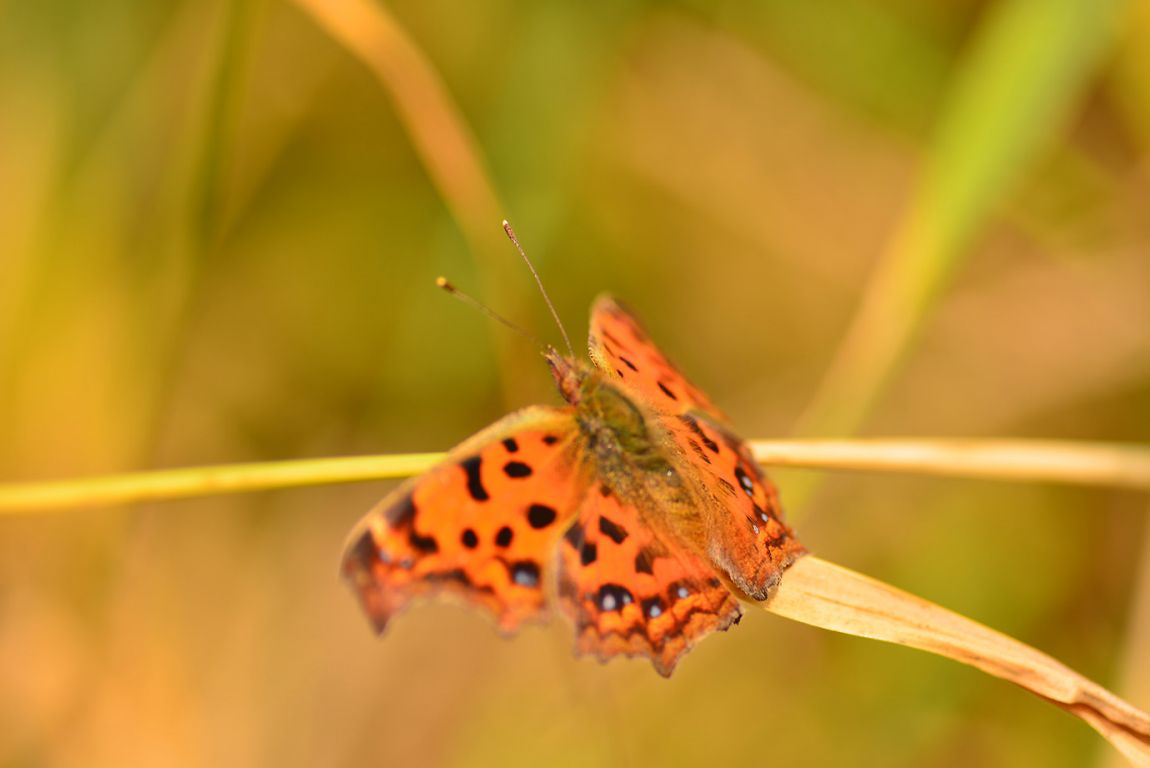 KJS_4845.jpg