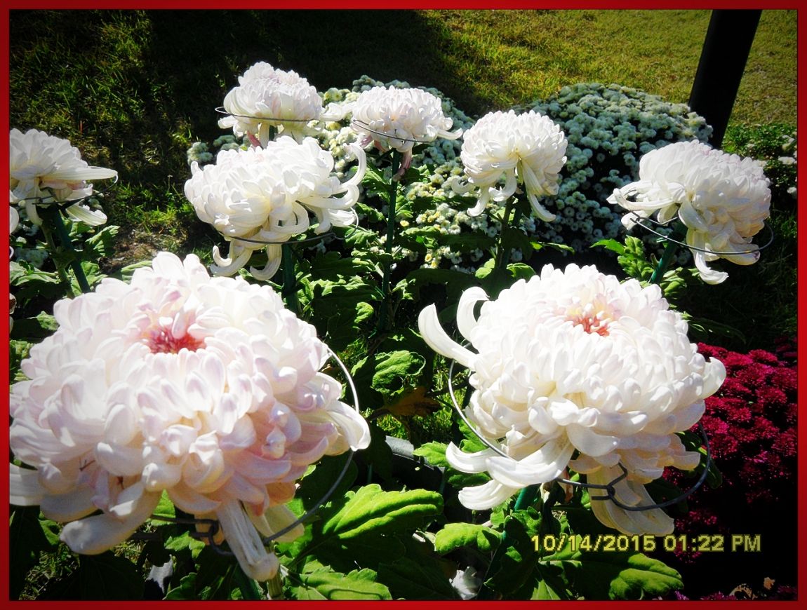SDC17046.jpg
