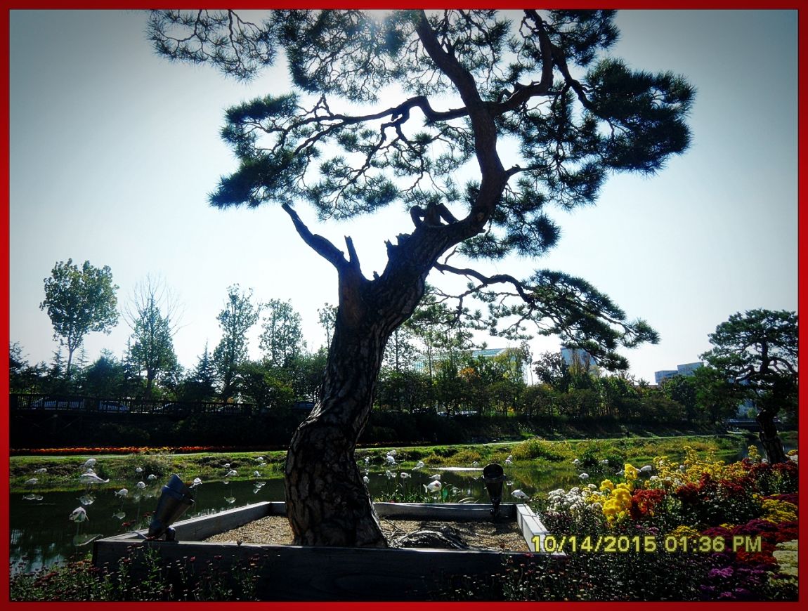SDC17056.jpg
