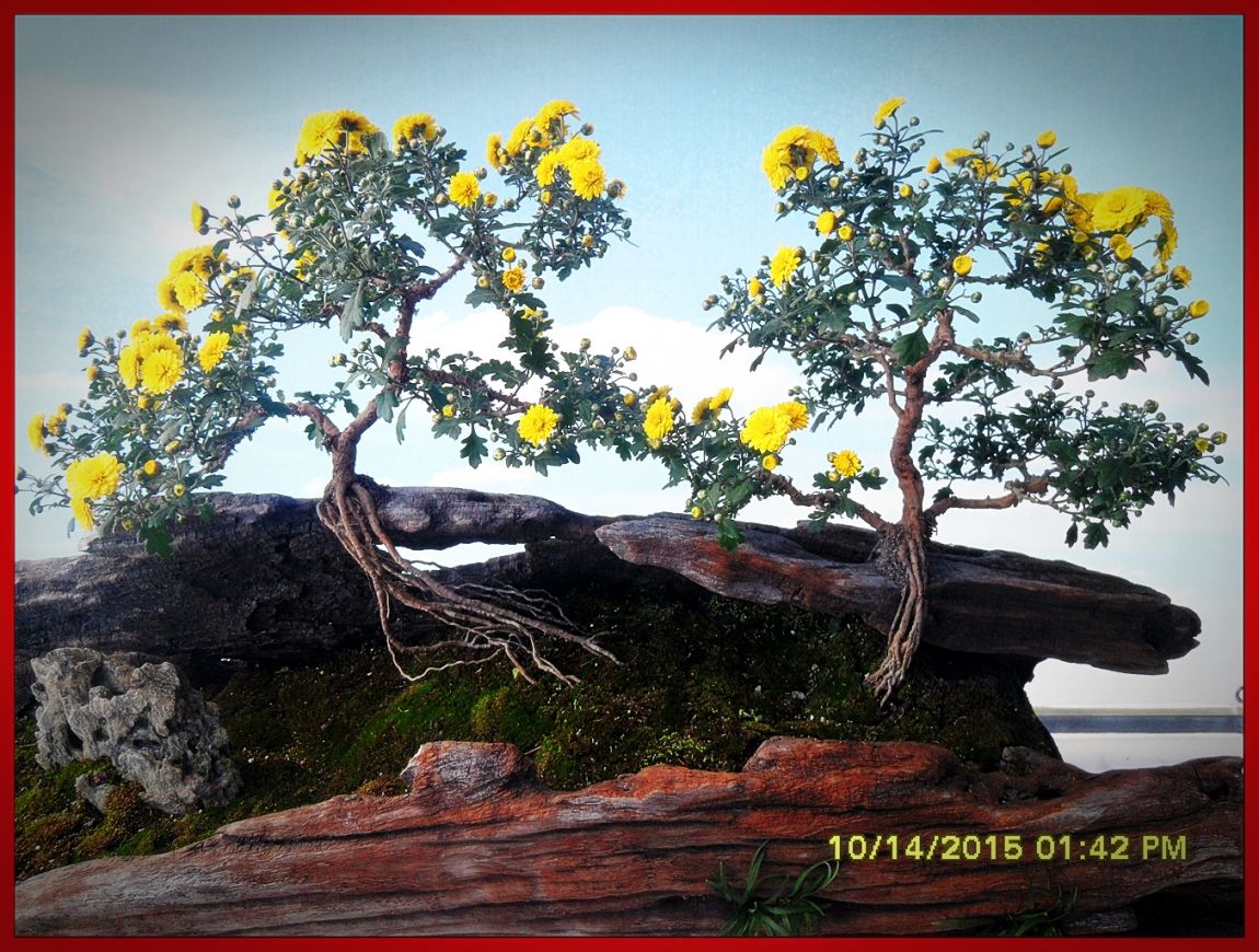 SDC17060.jpg
