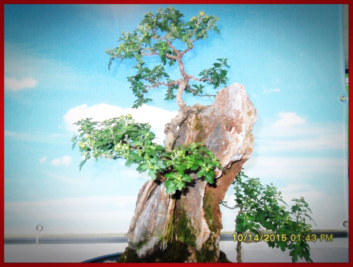 SDC17061.jpg