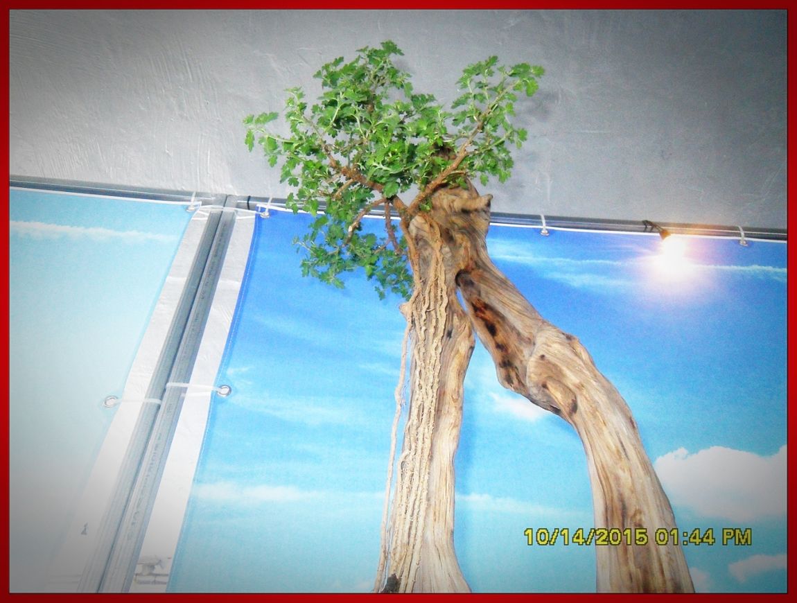 SDC17063.jpg