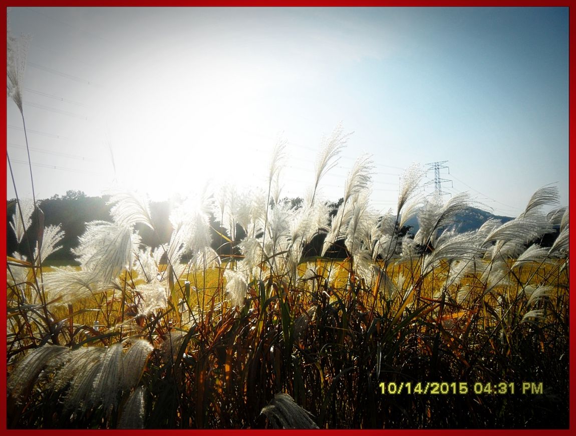 SDC17069.jpg