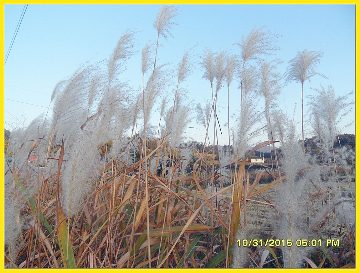 SDC17560.jpg