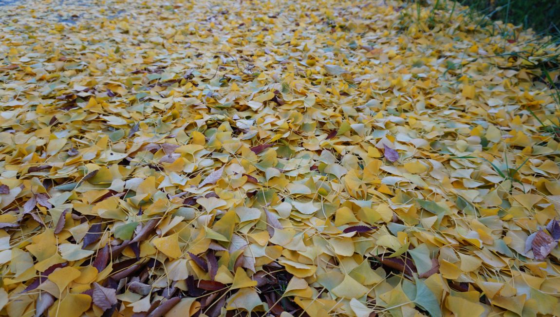 DSC02951.JPG