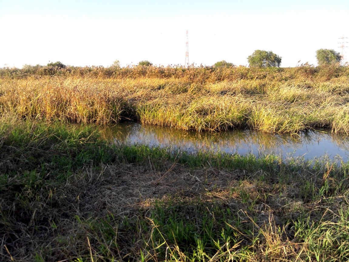 2015-10-31 16.24.15.jpg