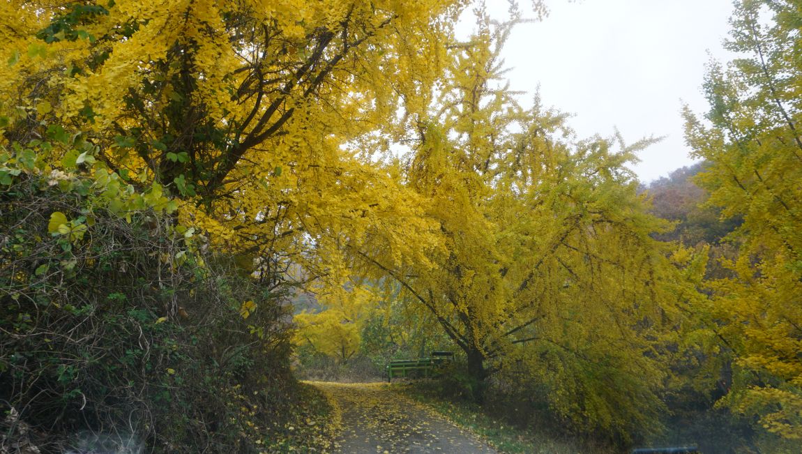 DSC03884.JPG