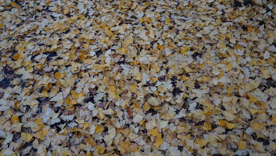 DSC03911.JPG
