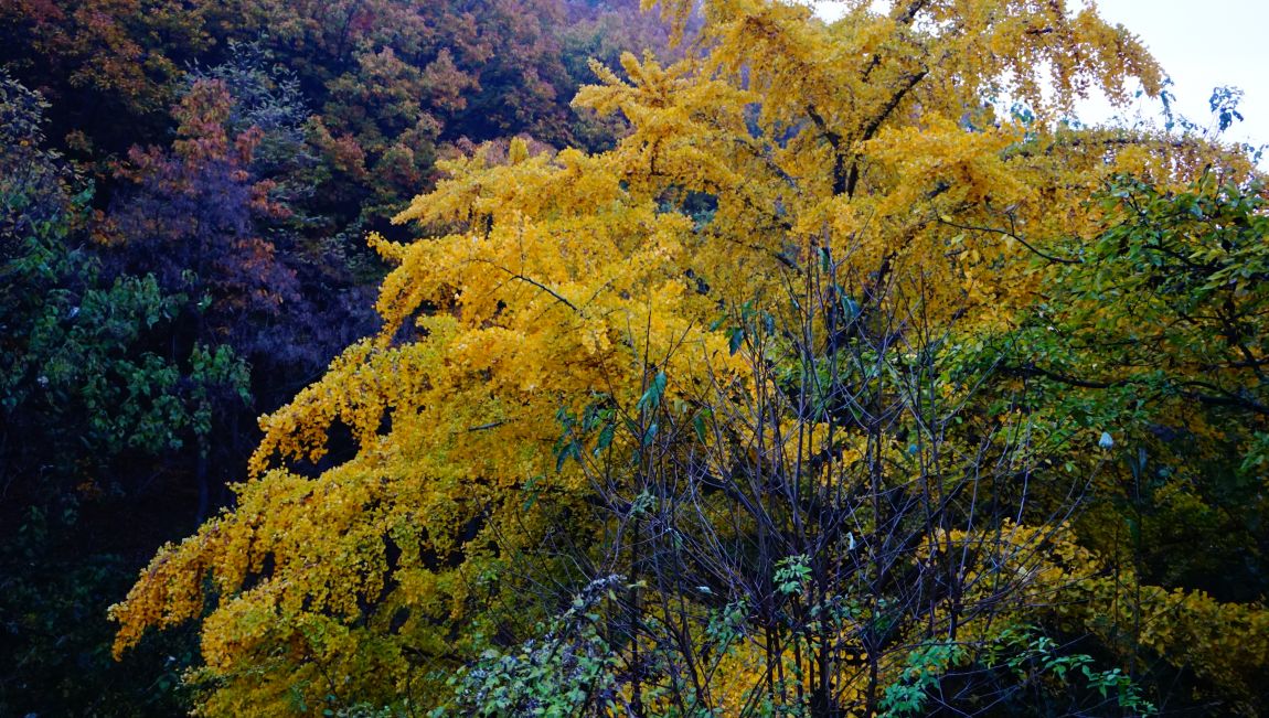 DSC03975.JPG