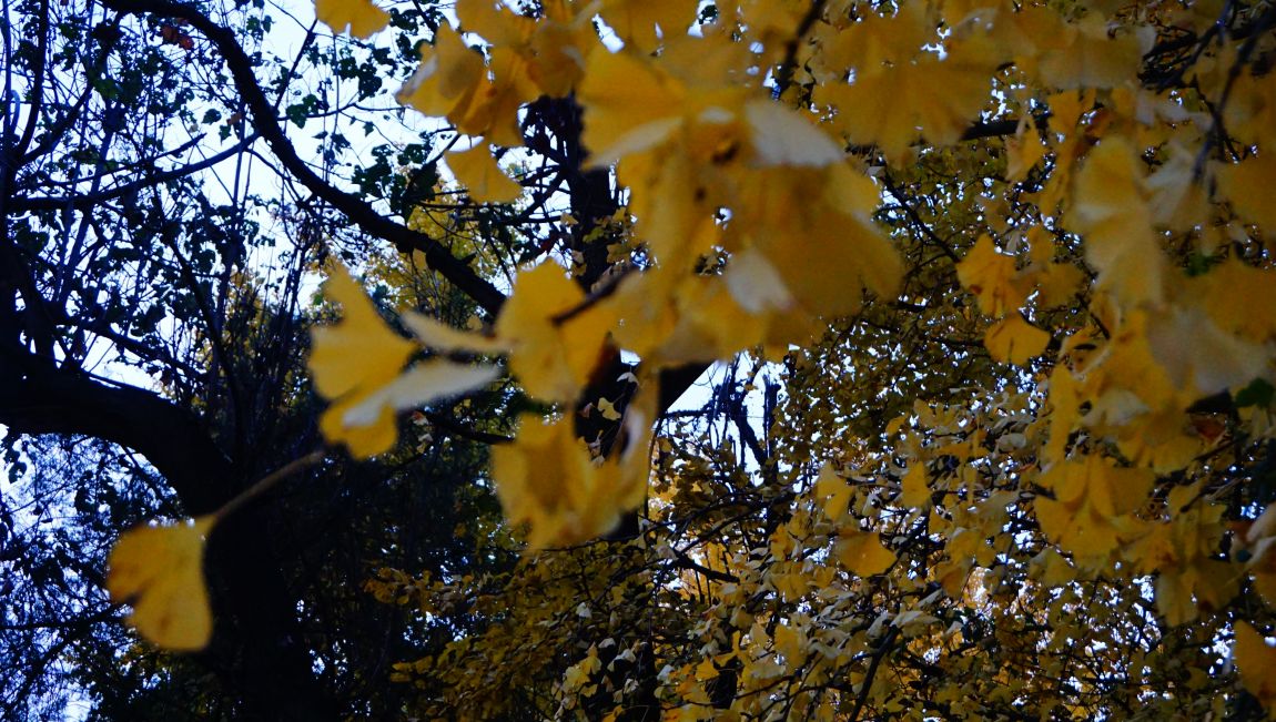 DSC03977.JPG