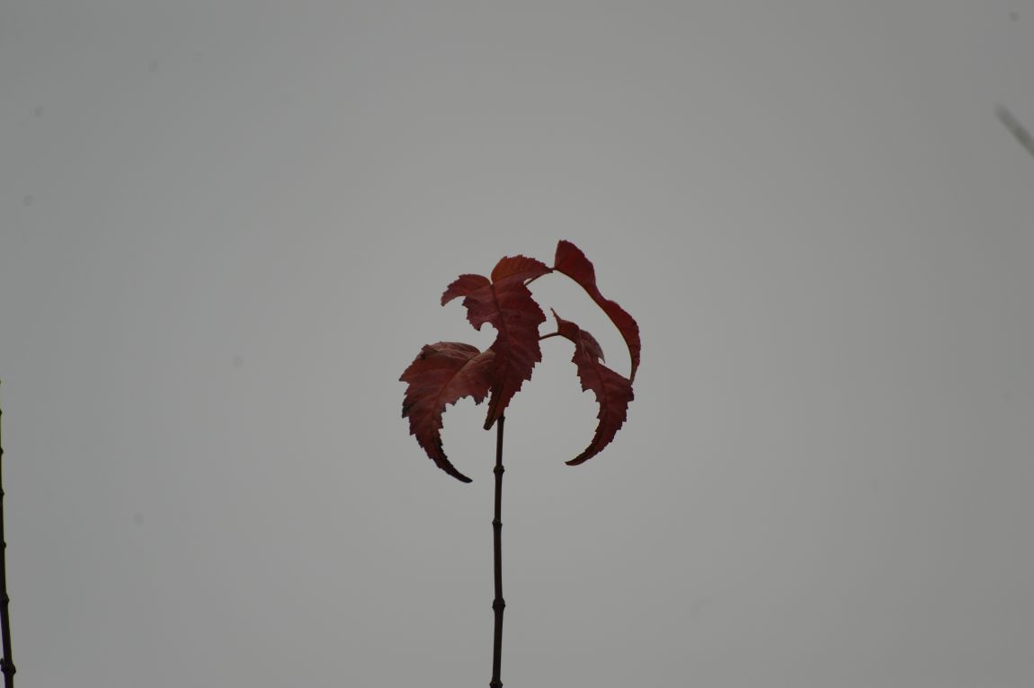 126.JPG