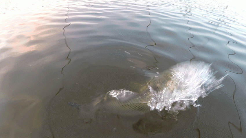 ���Ұ�(�ݰ�).gif