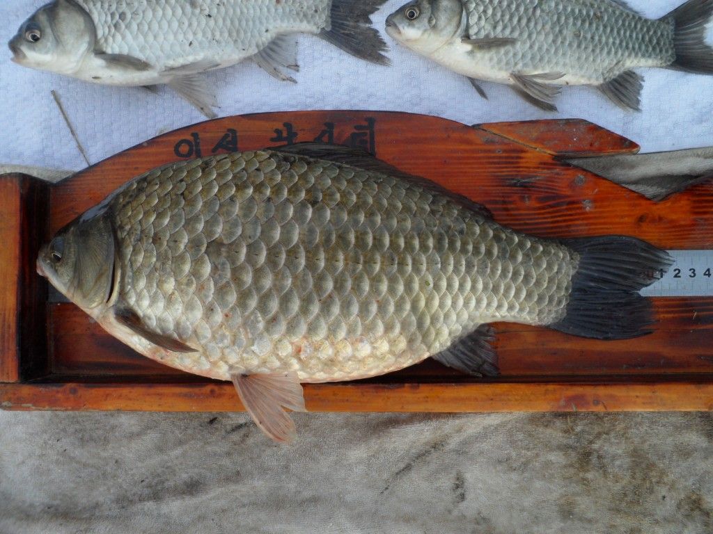 �ƹٹ�.jpg