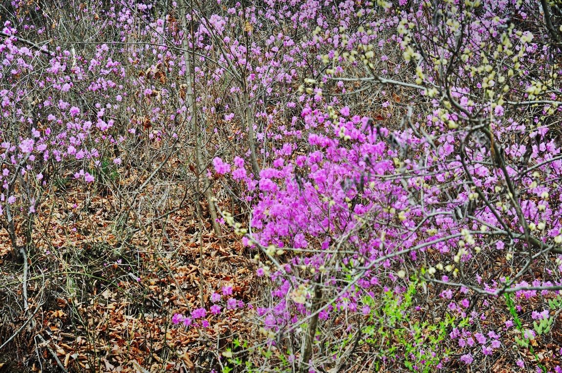DSC_0059.JPG