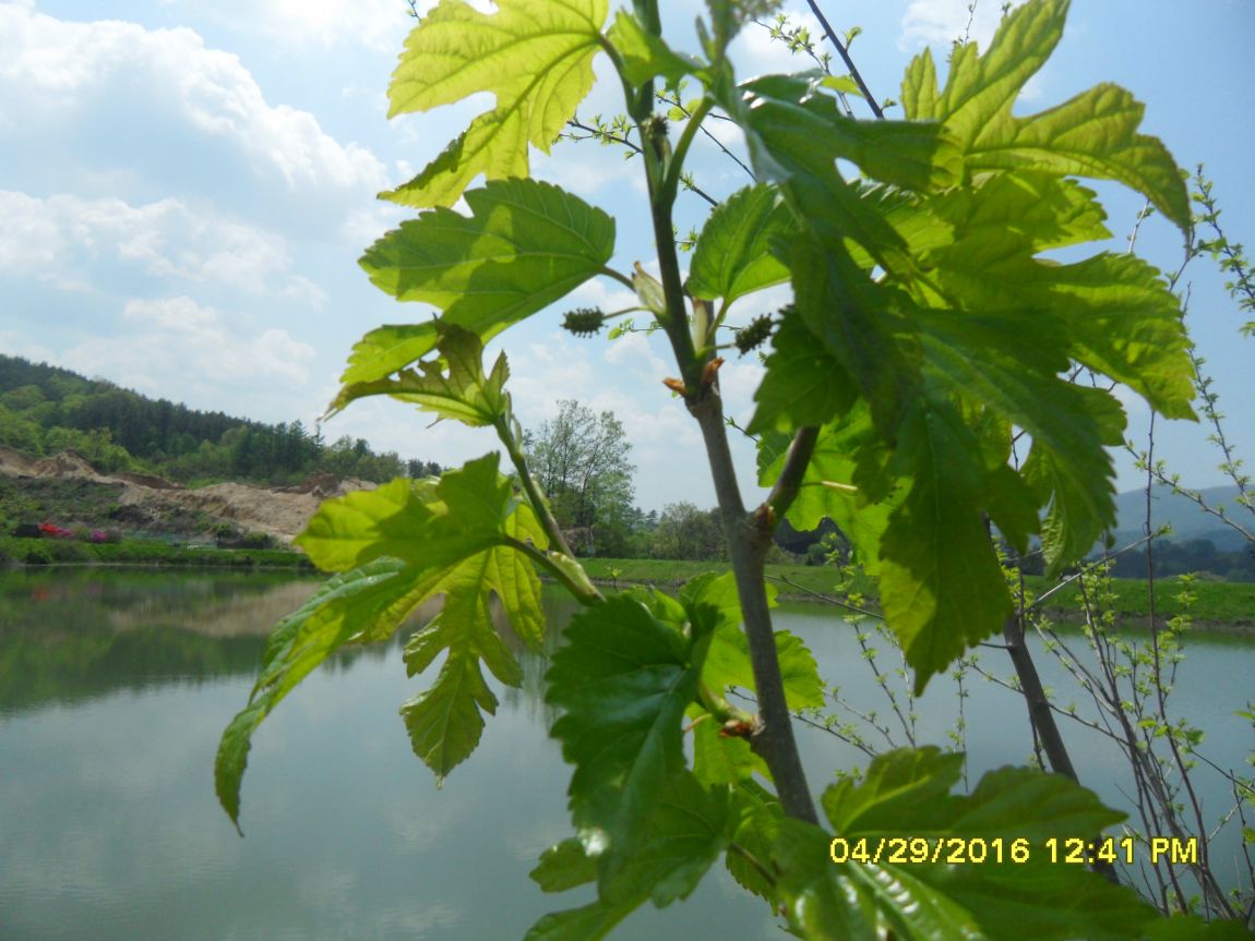 SDC10547.JPG