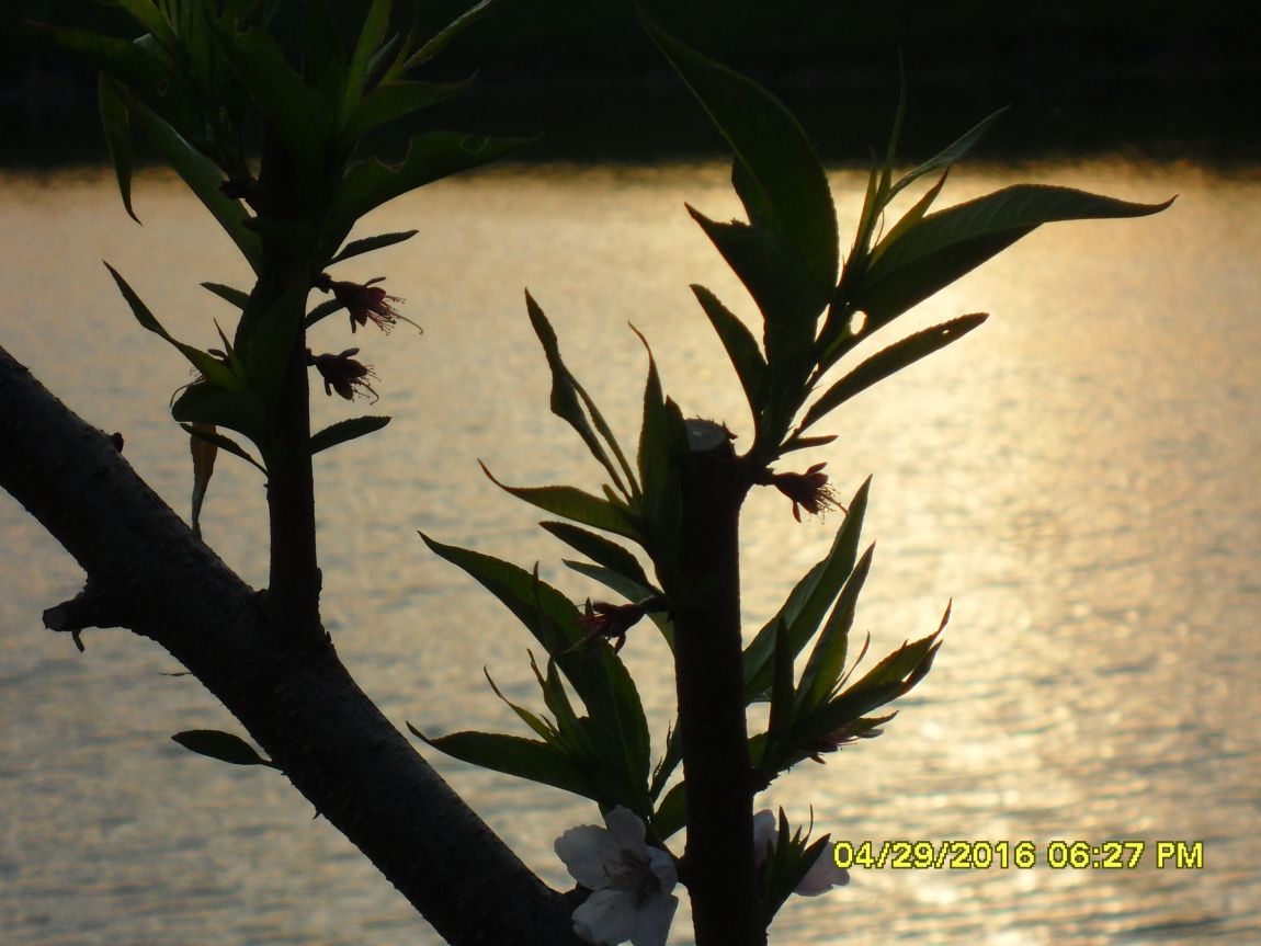 SDC10564.JPG