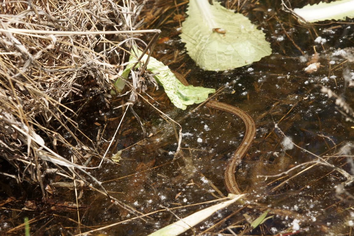 DSC04105.JPG