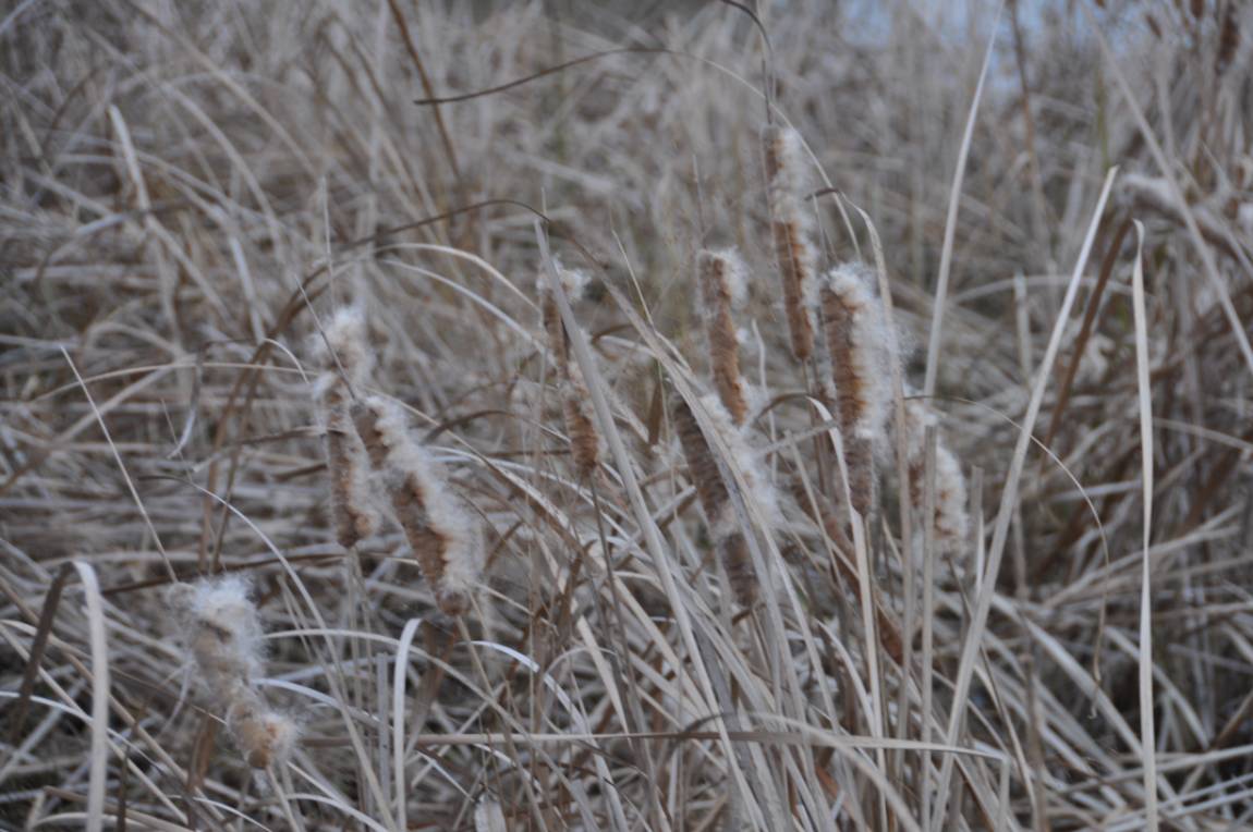 DSC_0026.JPG