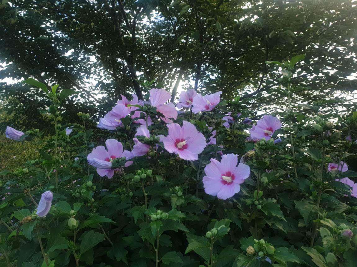 20240731_065312.jpg