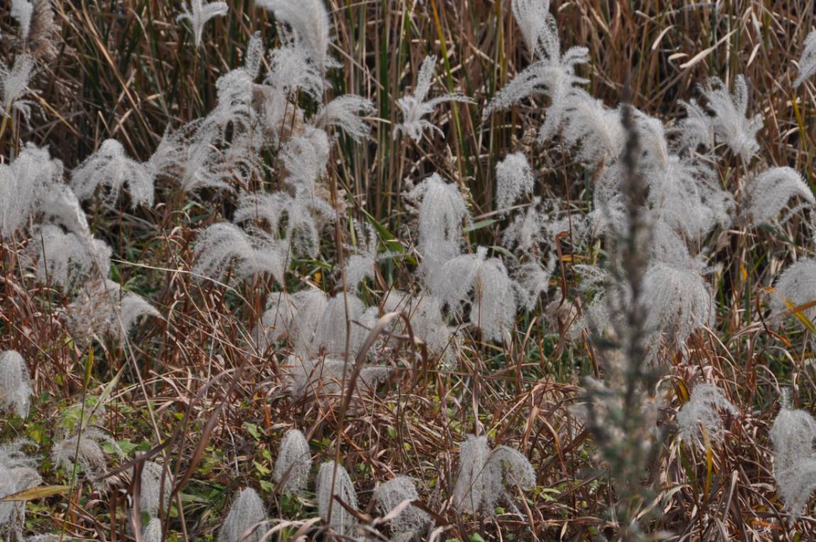 DSC_0039.JPG