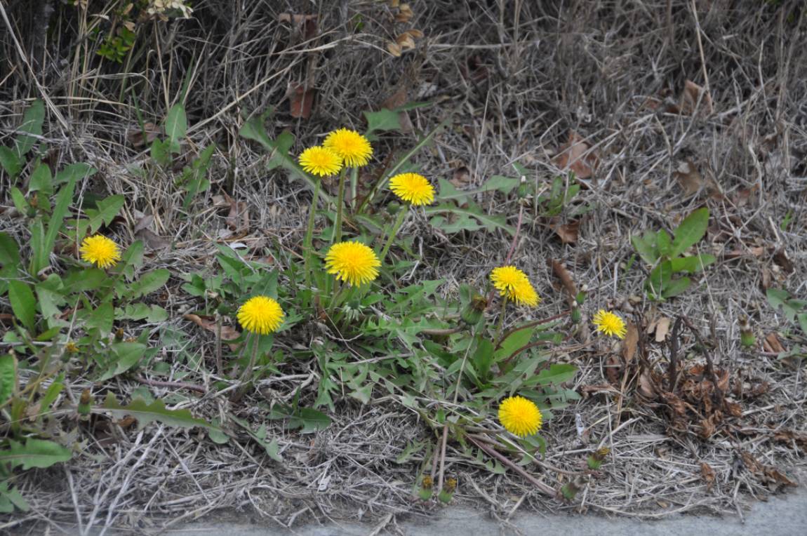 DSC_0014.JPG